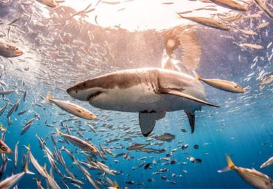 Insólito: más de 10 tiburones dieron positivo de cocaína en Río de Janeiro